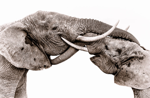 Susan Portnoy-Elephants