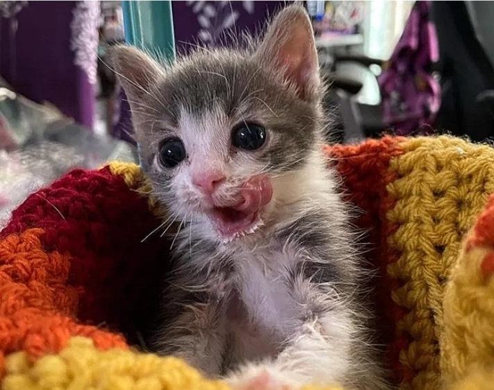 Gatinho filhote recupera movimentos de patas com apoio de outros gatos ao seu lado