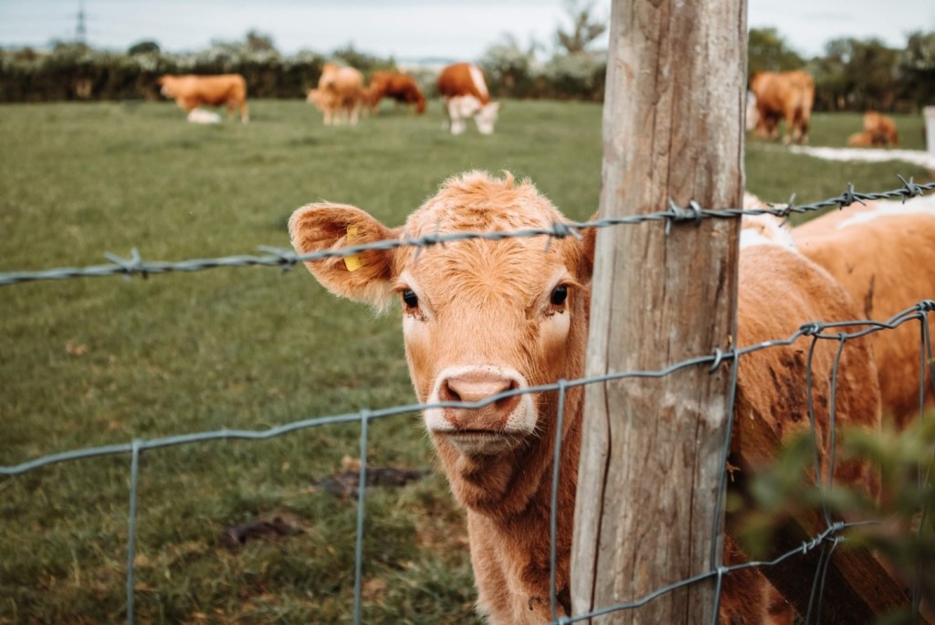 Consumo de carne no país é o menor desde 1996; razão não é o meio&nbsp;ambiente