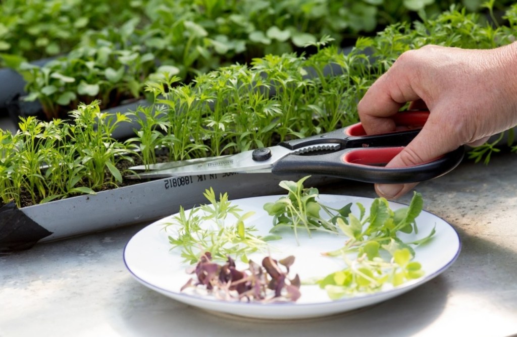 Microverdes: o que são e como você pode cultivar seu&nbsp;microjardim