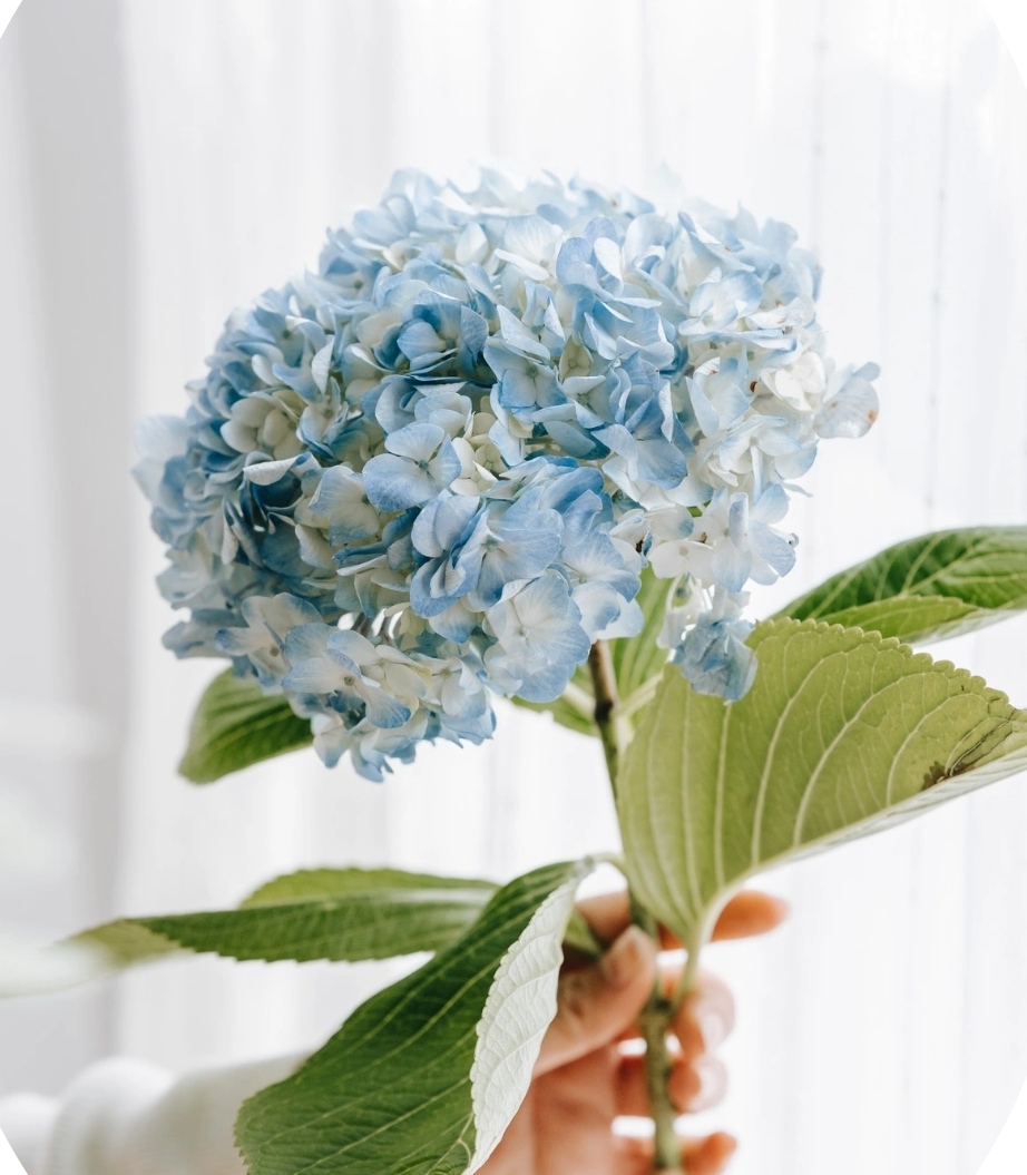 Como plantar e cuidar de&nbsp;hortênsias