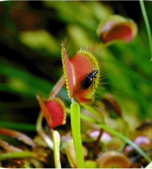 Como plantar e cuidar de plantas carnívoras