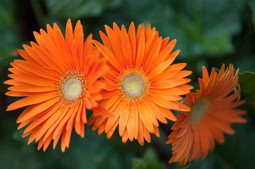30 flores alaranjadas para esquentar seu&nbsp;coração