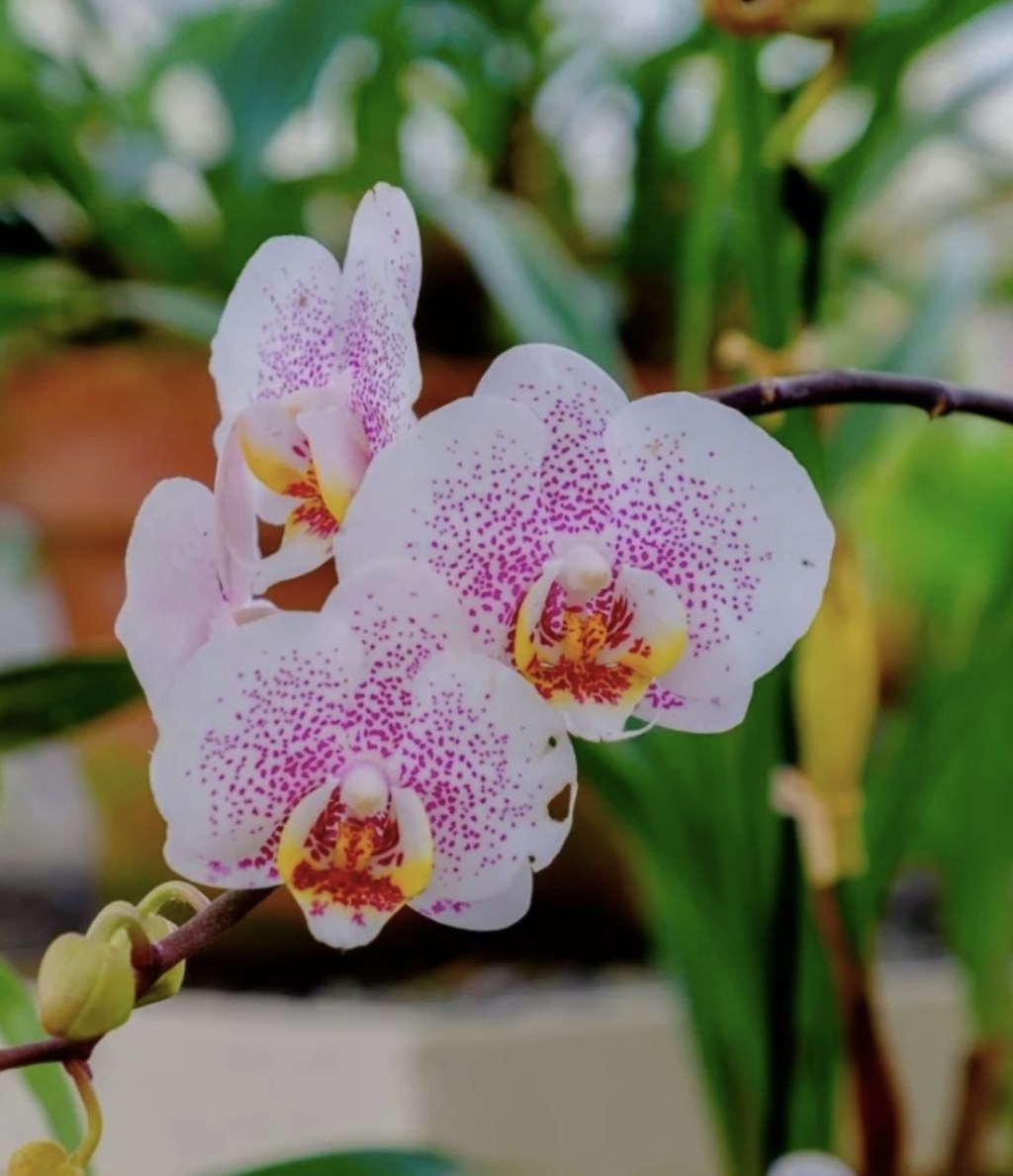 8 plantas que se dão bem em locais úmidos, como o banheiro