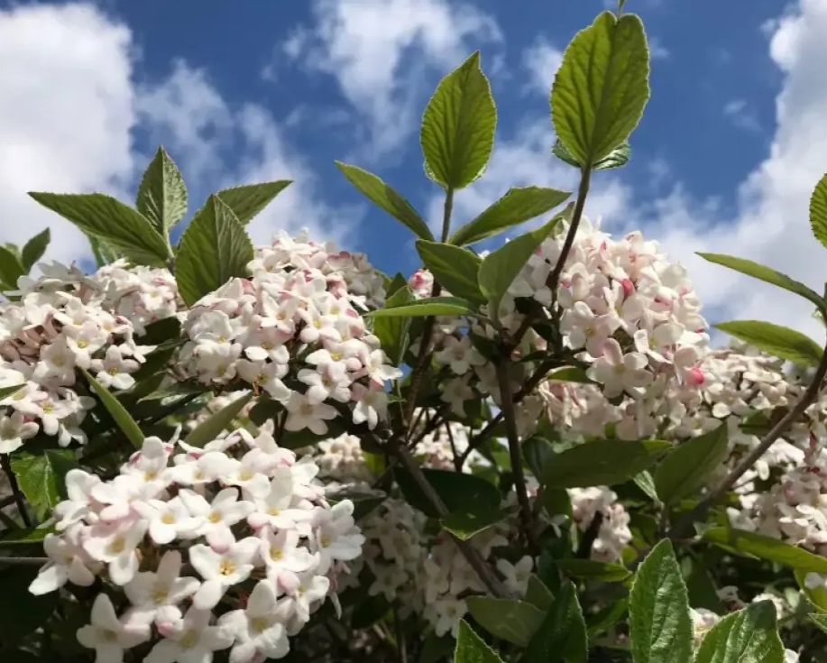 3 flores com cheiros incomuns que vão te surpreender
