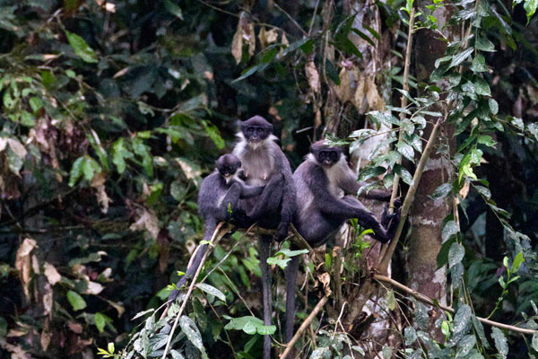 Cientistas acidentalmente descobrem Macacos&nbsp;raros