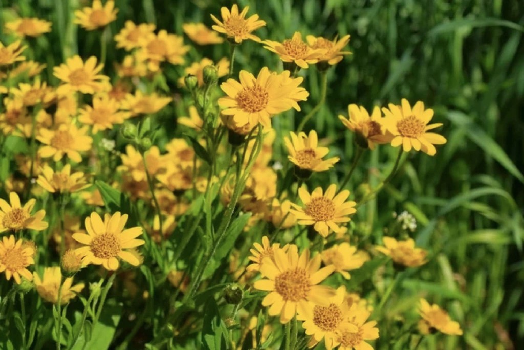 Você sabe quais são os benefícios das flores&nbsp;terapêuticas?