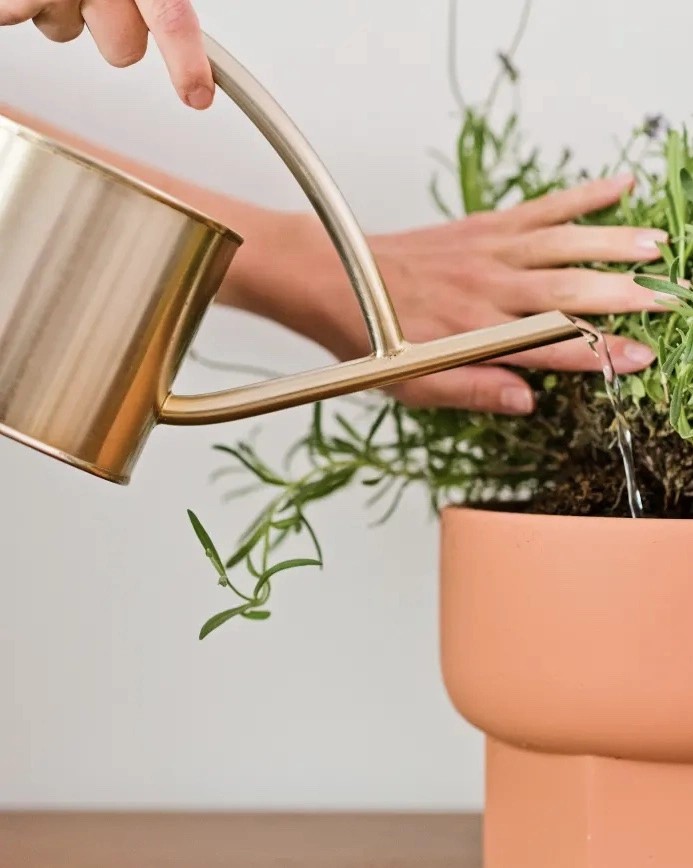 Como não matar suas plantas se você for&nbsp;viajar