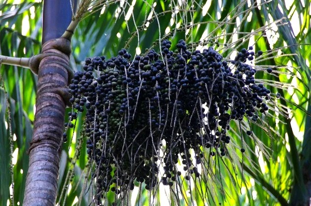 Lista de 50 frutas mais consumidas e seus benefícios – Toda Matéria