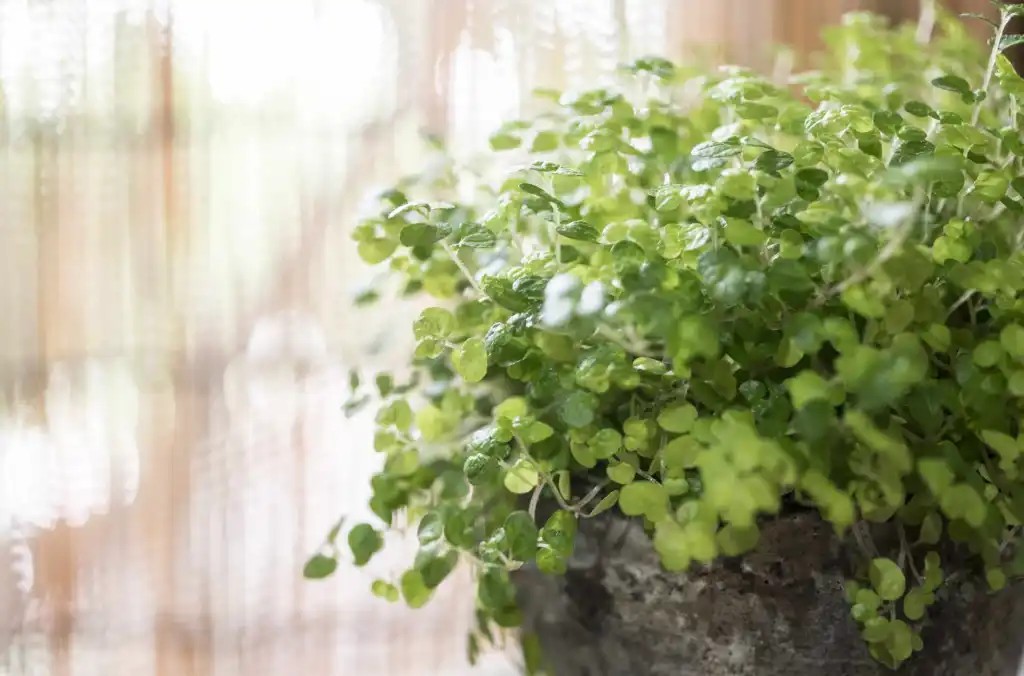 8 plantas que você pode cultivar na&nbsp;água
