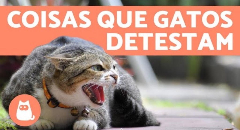 Assista a “10 COISAS QUE OS GATOS ODEIAM e você deve EVITAR 😾” no YouTube