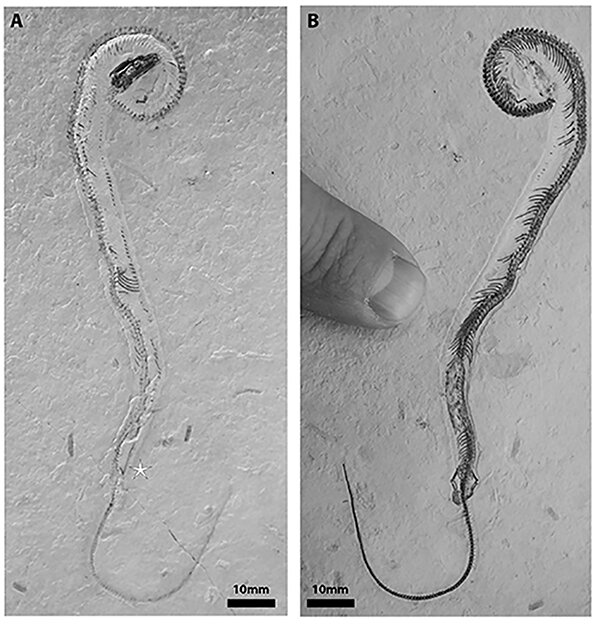 Fóssil de ‘cobra de quatro patas’ não é cobra, mas um lagarto antigo, revela novo&nbsp;estudo