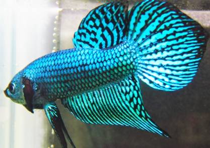 Peixes que não precisam de oxigênio (bombinha) – Peixes e&nbsp;Aquarismo