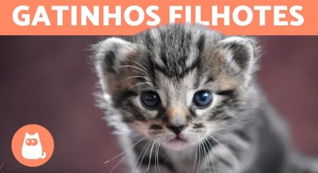 Assista a “Top VÍDEOS DE GATINHOS ENGRAÇADOS – Alerta fofura extrema!” no&nbsp;YouTube