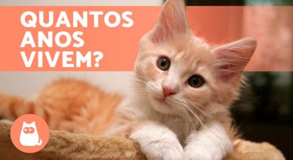 Assista a “Quantos ANOS VIVE um GATO? 🐱 (Gato doméstico e gato que vive na rua)” no YouTube